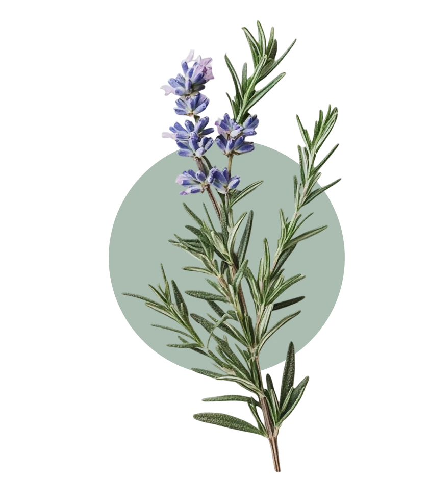 Rosemary botanical